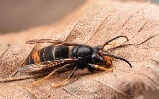 Un frelon sur une feuille