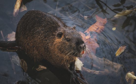 Un ragondin dans l'eau.