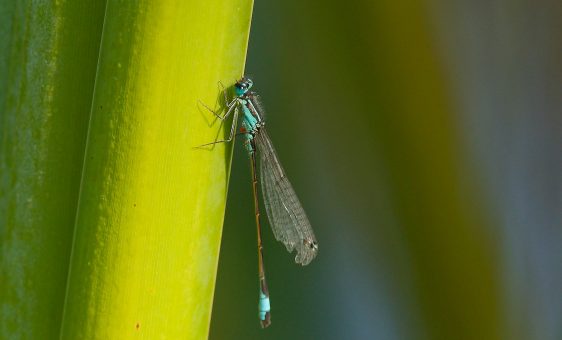 Libellule bleu posé sur une feuille.